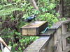 Tui shaking water off his tail