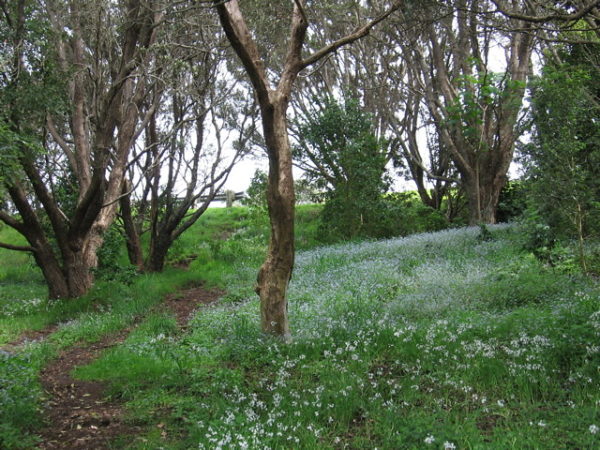 Mt. Victoria Day Hike