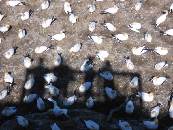 Gannets nesting