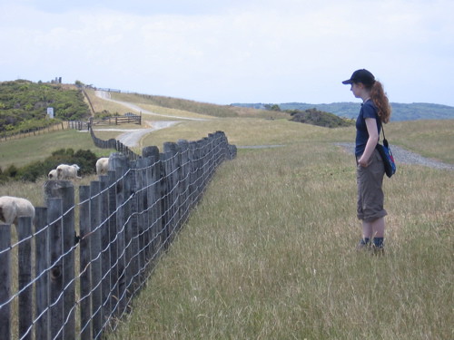 Sarah watching the sheep